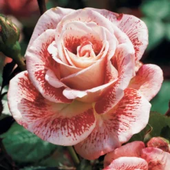 Strauchrose Famosa - Rot blüht bis Oktober