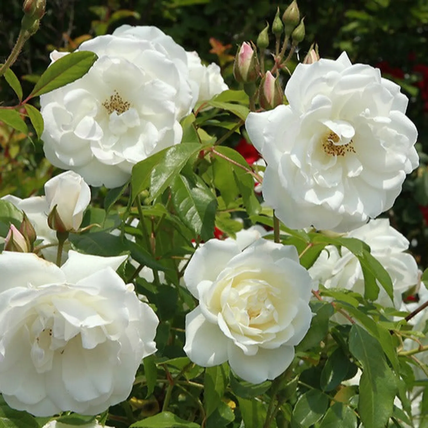 Strauchrose Helga - Weiße Blüten, süßer Duft