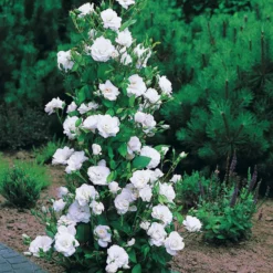 Strauchrose Korbin - Weiße Blüten den ganzen Sommer