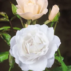 Strauchrose Korbin - Weiße Blüten den ganzen Sommer