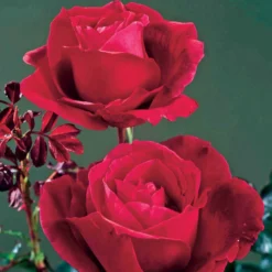 Strauchrose Mr. Lincoln - Tiefrot und himmlisch duftend
