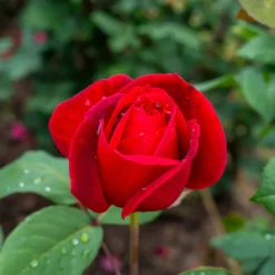 Strauchrose Mr. Lincoln - Tiefrot und himmlisch duftend