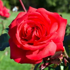 Strauchrose Mr. Lincoln - Tiefrot und himmlisch duftend