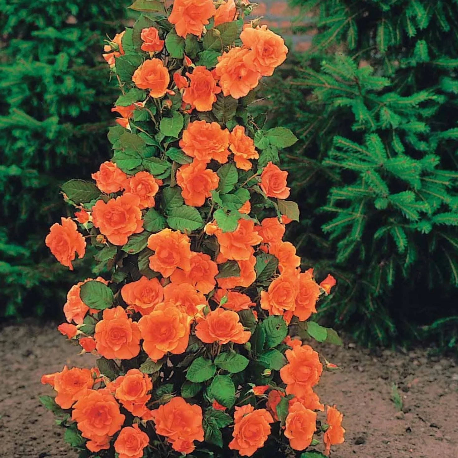 Strauchrosen-Kollektion 'Shalom', 'Korbin', 'Westerland', 'Handel' (x4) - Vier Farben, ein Blütentraum