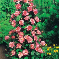 Strauchrosen-Kollektion 'Shalom', 'Korbin', 'Westerland', 'Handel' (x4) - Vier Farben, ein Blütentraum