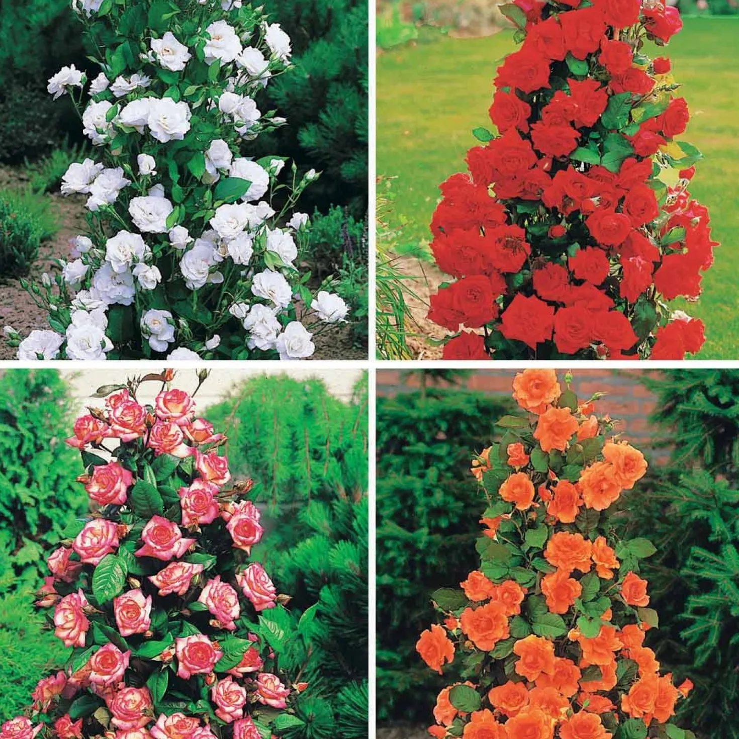Strauchrosen-Kollektion 'Shalom', 'Korbin', 'Westerland', 'Handel' (x4) - Vier Farben, ein Blütentraum