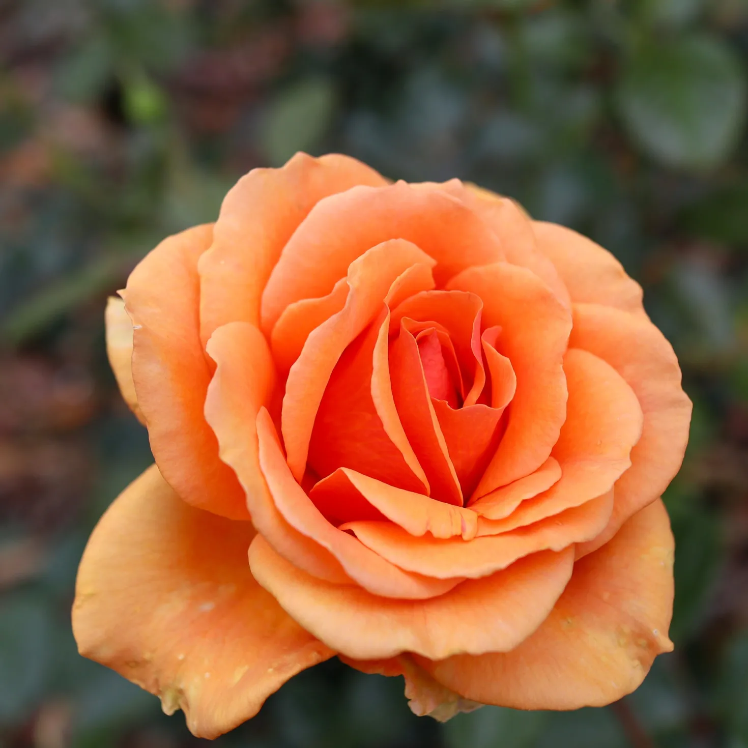Strauchrosen Mischung - Ein Sommer voller Rosen