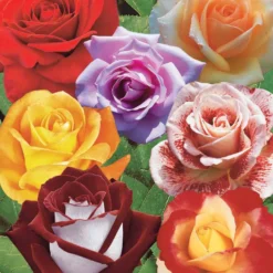 Strauchrosen Mischung - Ein Sommer voller Rosen