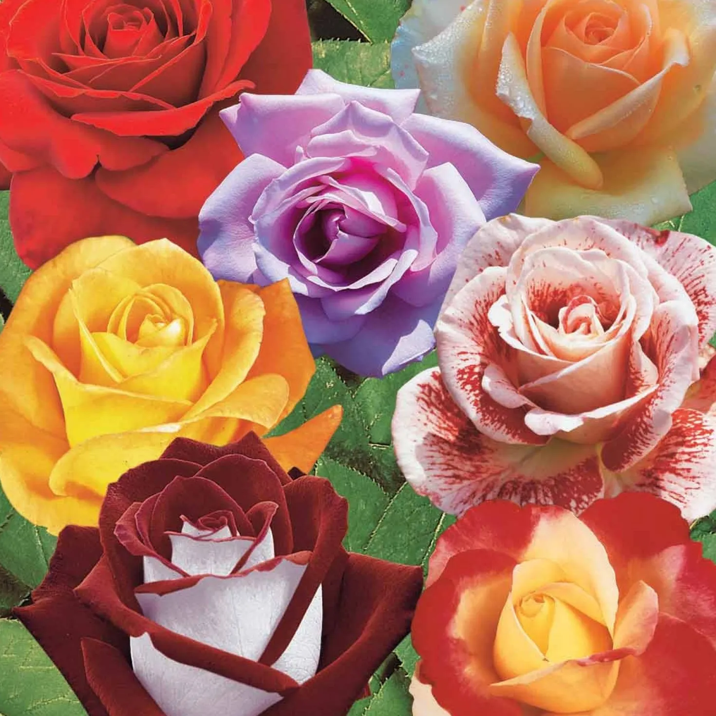 Strauchrosen Mischung - Ein Sommer voller Rosen