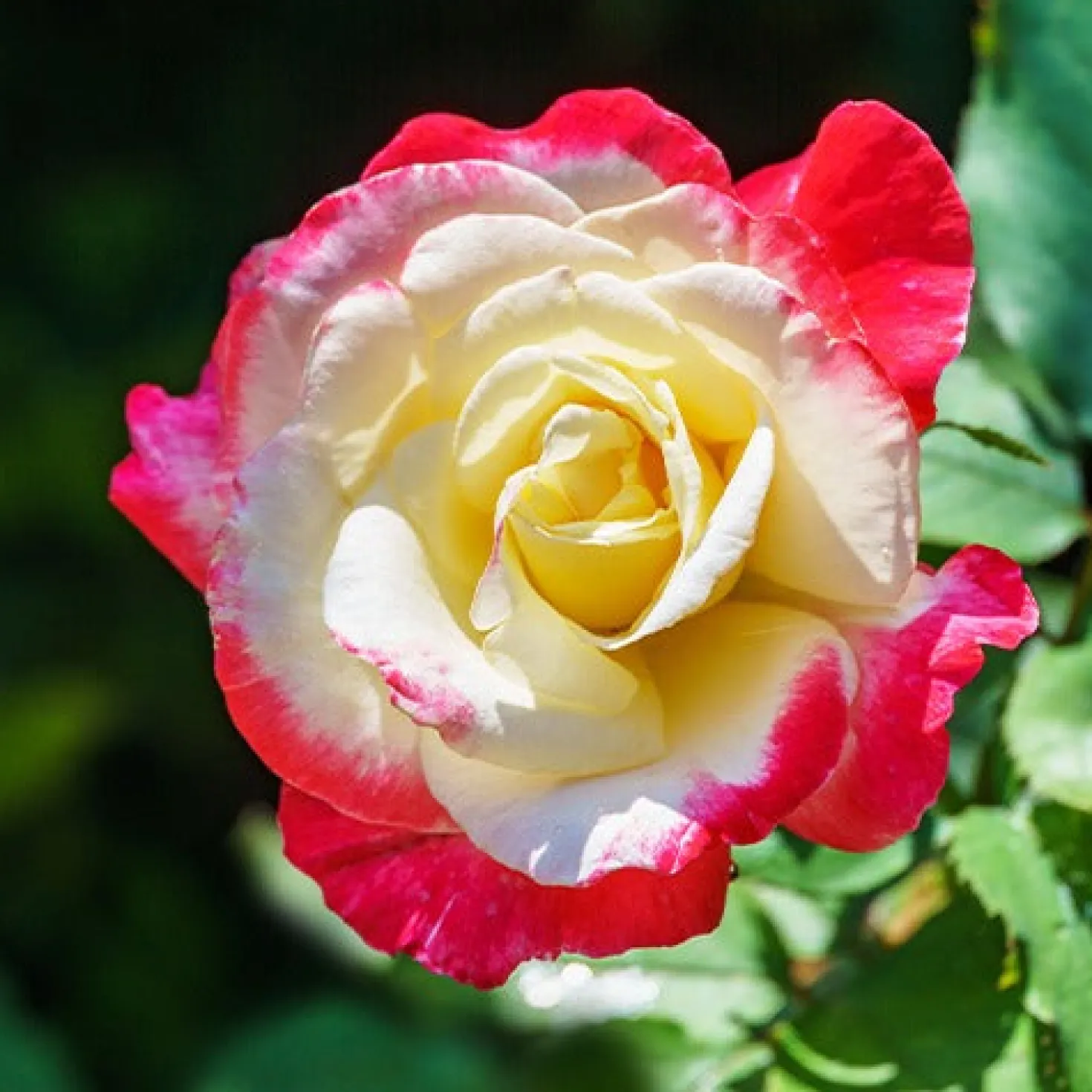 Strauchrosen Mischung - Ein Sommer voller Rosen
