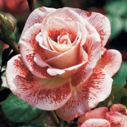 Strauchrosen Mischung - Ein Sommer voller Rosen
