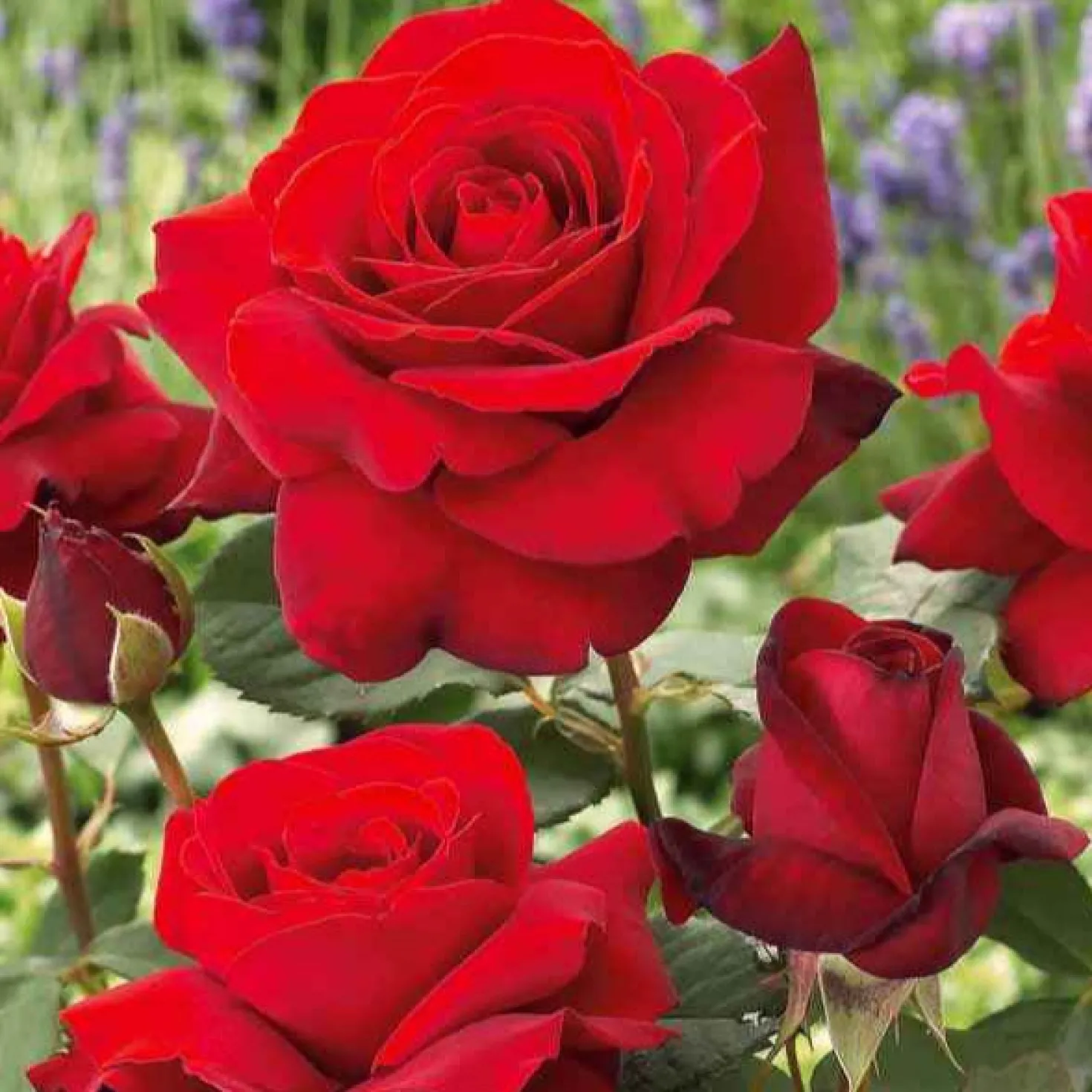 Strauchrosen Mischung - Ein Sommer voller Rosen