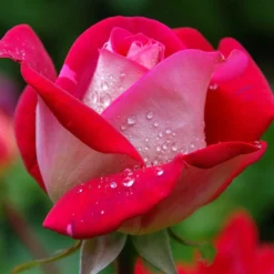 Strauchrosen Mischung - Ein Sommer voller Rosen