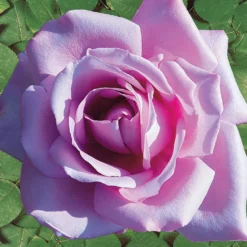 Strauchrosen Mischung (Whisky, Malaga, Lune Bleue, Magie Parfu) (x4) - 4 Farben, 1 Duftgarten