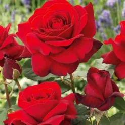 Strauchrosen Mischung (Whisky, Malaga, Lune Bleue, Magie Parfu) (x4) - 4 Farben, 1 Duftgarten