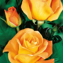 Strauchrosen Mischung (Whisky, Malaga, Lune Bleue, Magie Parfu) (x4) - 4 Farben, 1 Duftgarten