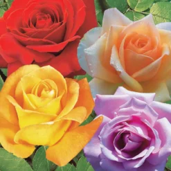 Strauchrosen Mischung (Whisky, Malaga, Lune Bleue, Magie Parfu) (x4) - 4 Farben, 1 Duftgarten