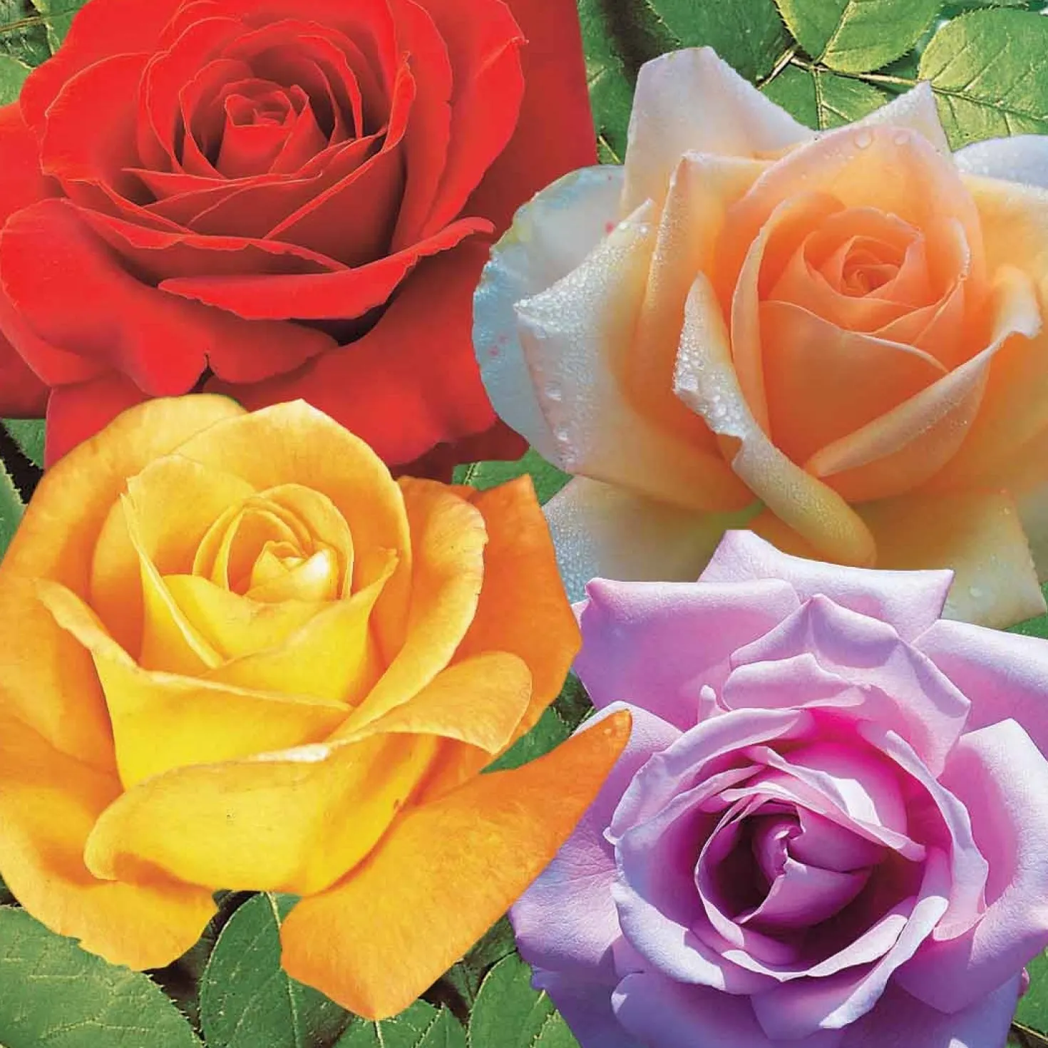 Strauchrosen Mischung (Whisky, Malaga, Lune Bleue, Magie Parfu) (x4) - 4 Farben, 1 Duftgarten