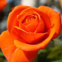 Strauchrose orange - Feuriges Orange den ganzen Sommer