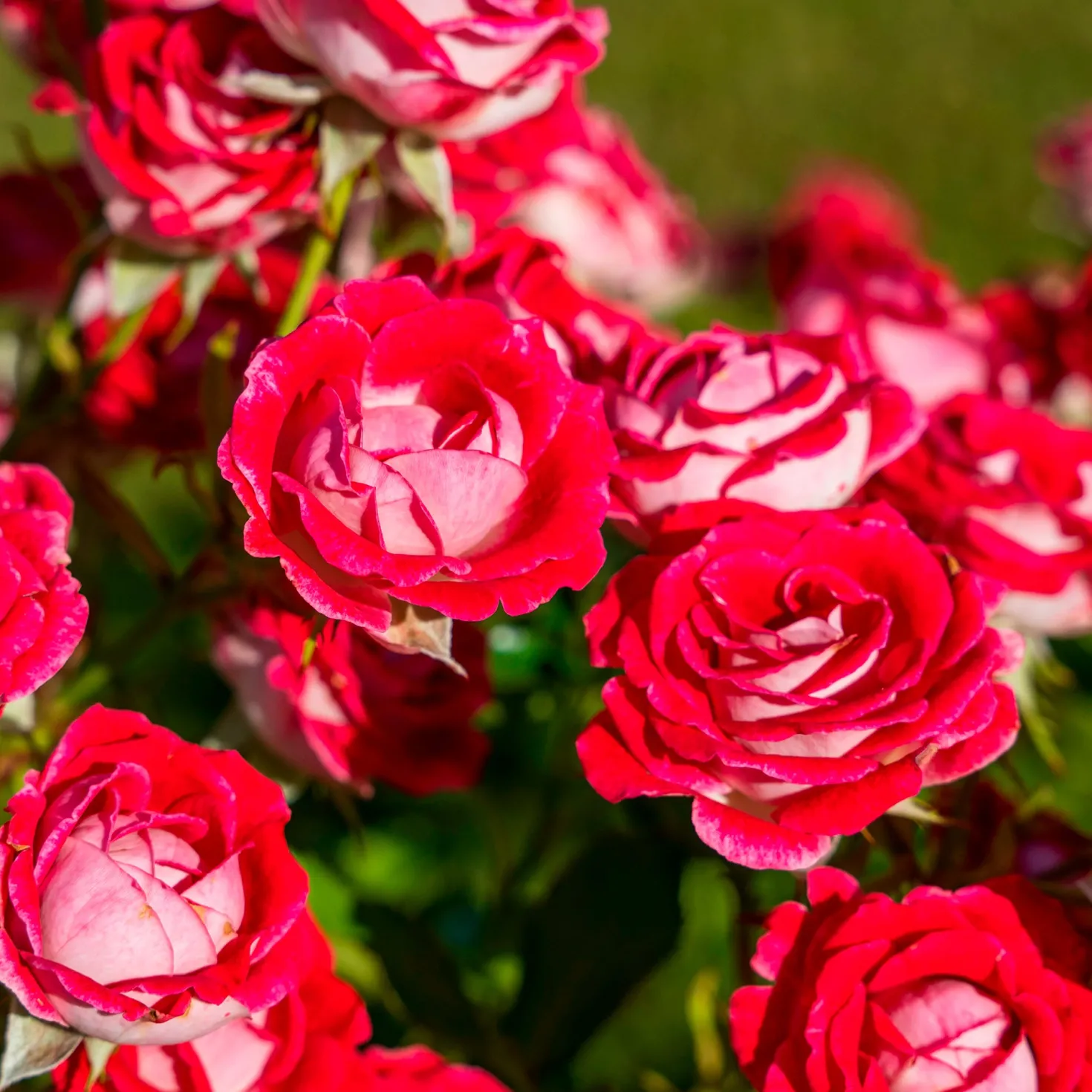 Strauchrose Osiria - Zweifarbige Rose zum Verlieben