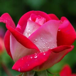 Strauchrose Osiria - Zweifarbige Rose zum Verlieben