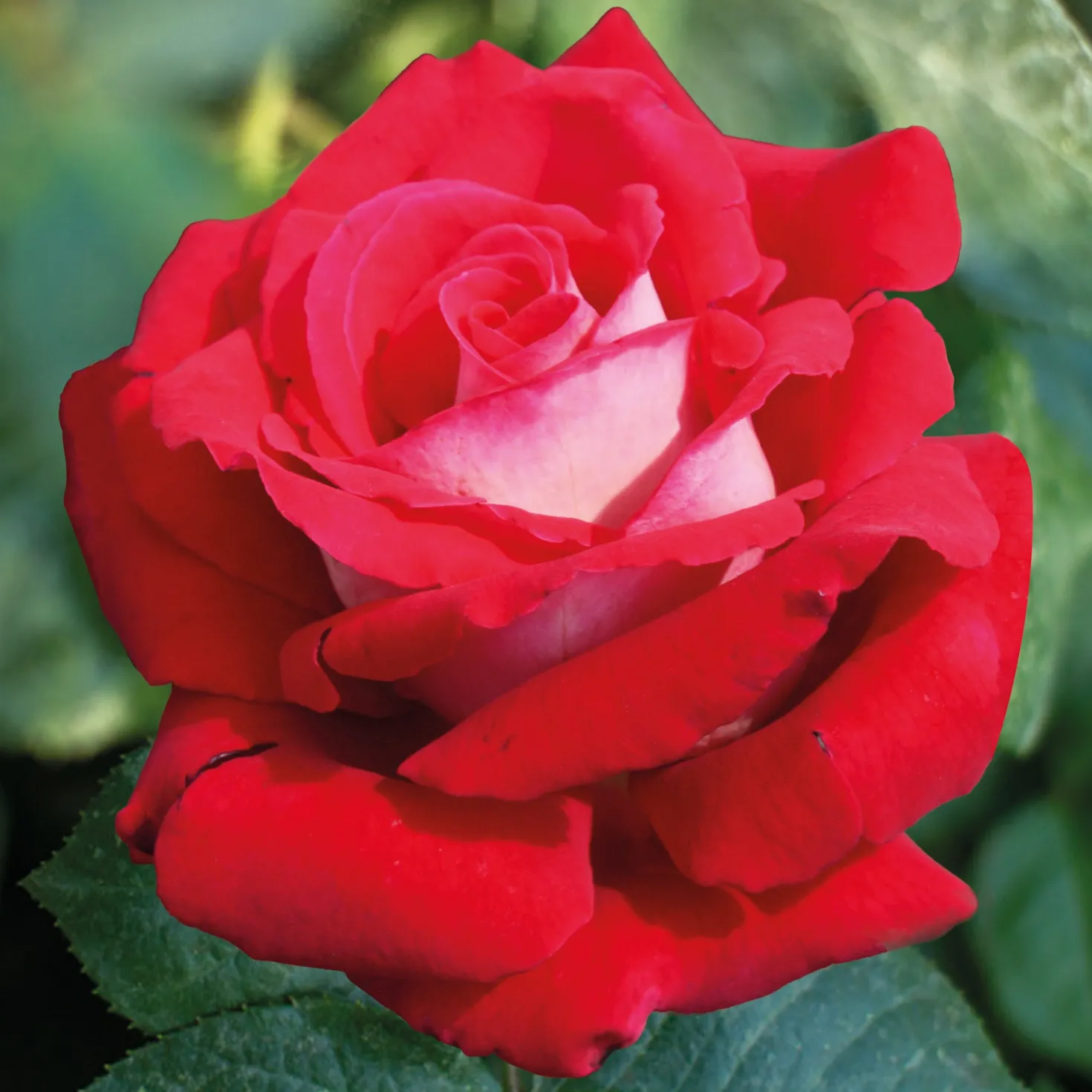 Strauchrose Osiria - Zweifarbige Rose zum Verlieben