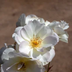 Strauchrose ‘Penelope’ - Duftende Blüten den ganzen Sommer