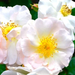 Strauchrose ‘Penelope’ - Duftende Blüten den ganzen Sommer