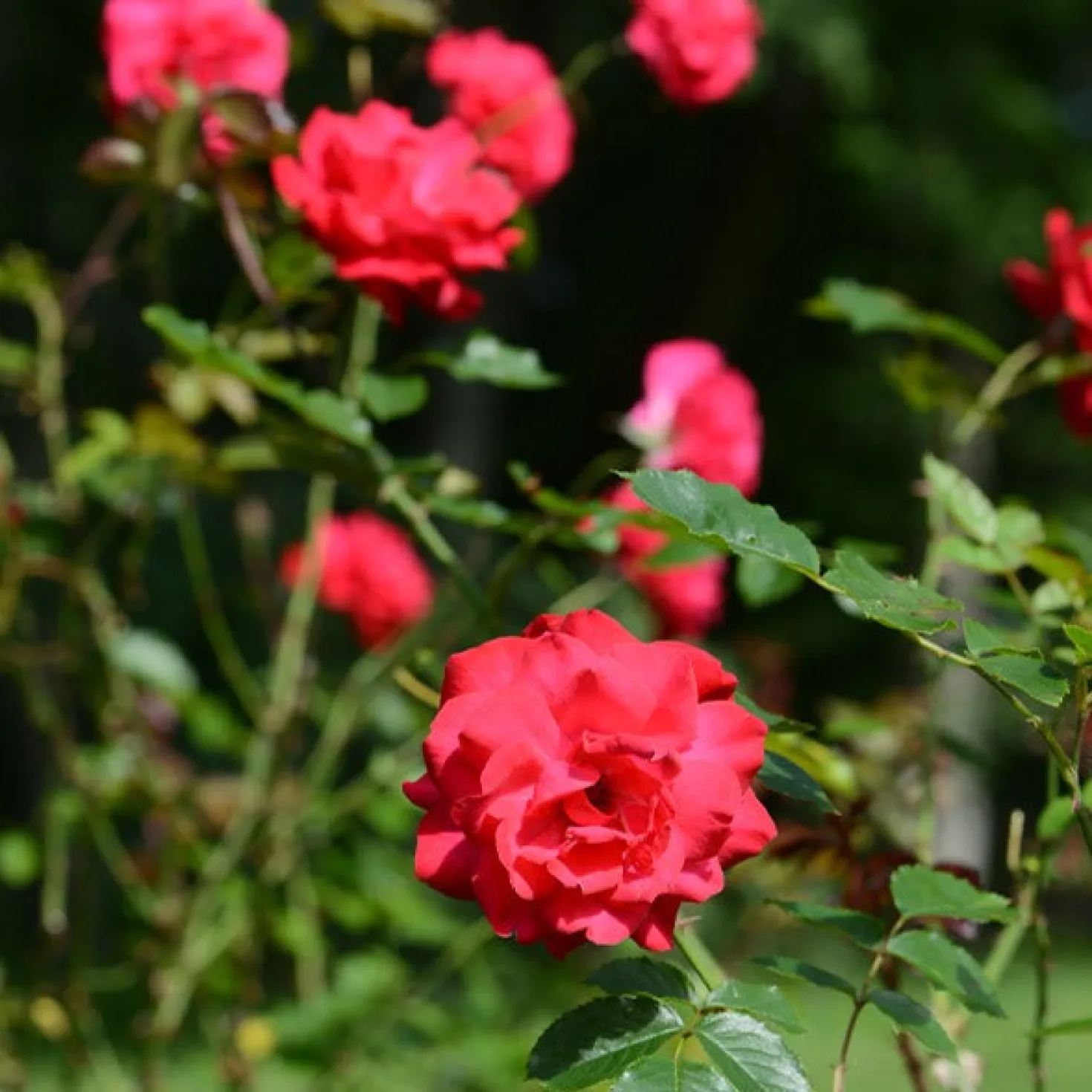 Strauchrose Shalom ® - Rot, robust, blüht monatelang