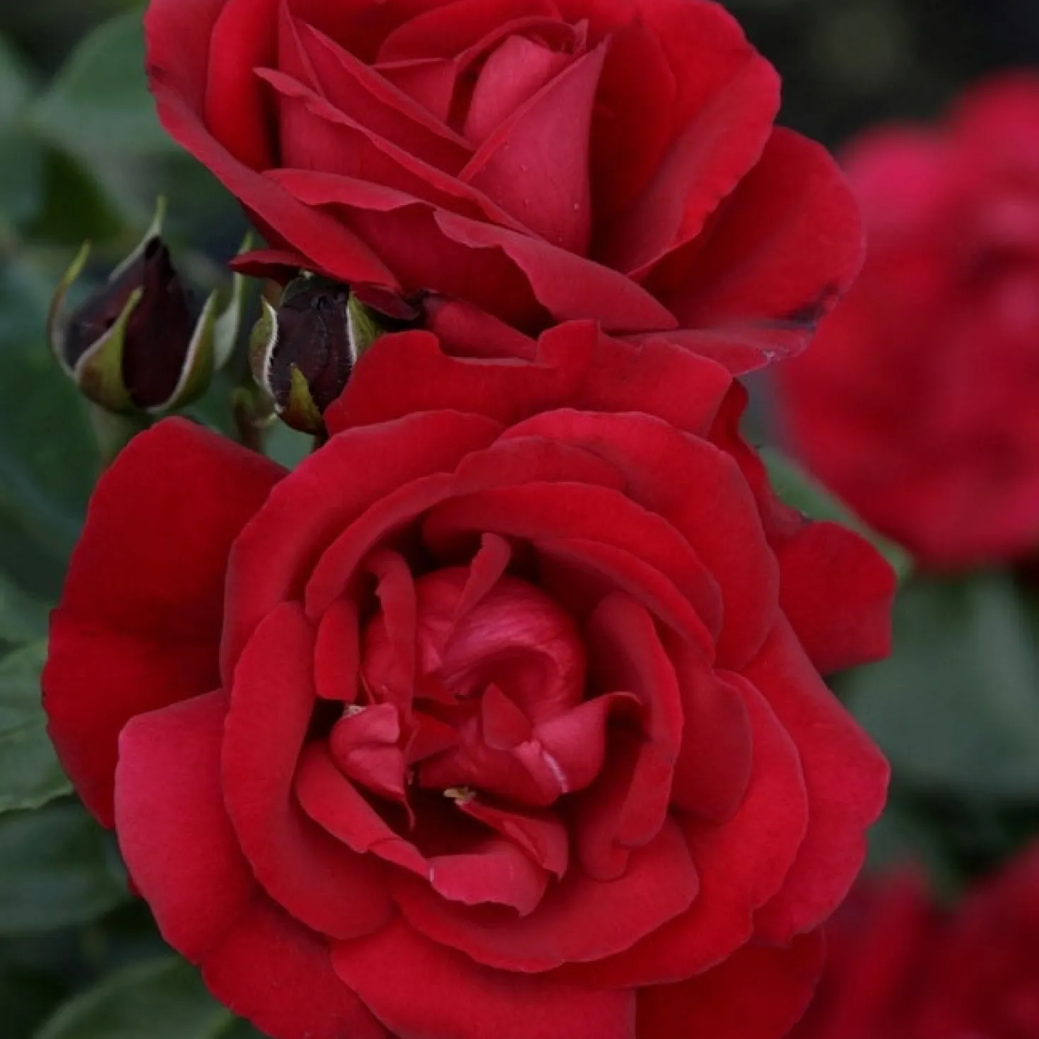 Strauchrose Shalom ® - Rot, robust, blüht monatelang
