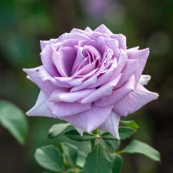Strauchrose violett - Violette Blüten den ganzen Sommer