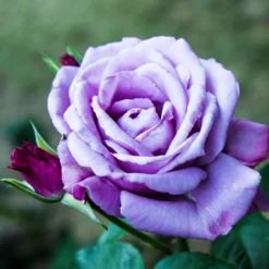Strauchrose violett - Violette Blüten den ganzen Sommer