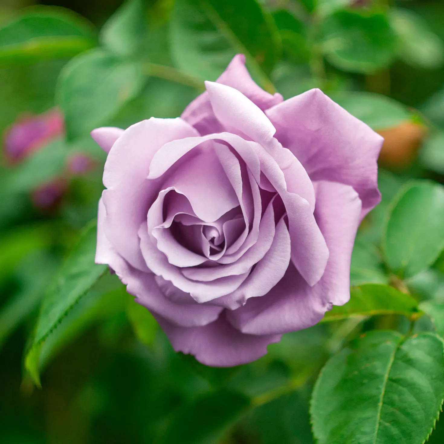 Strauchrose Walztime - Violette Blüten den ganzen Sommer