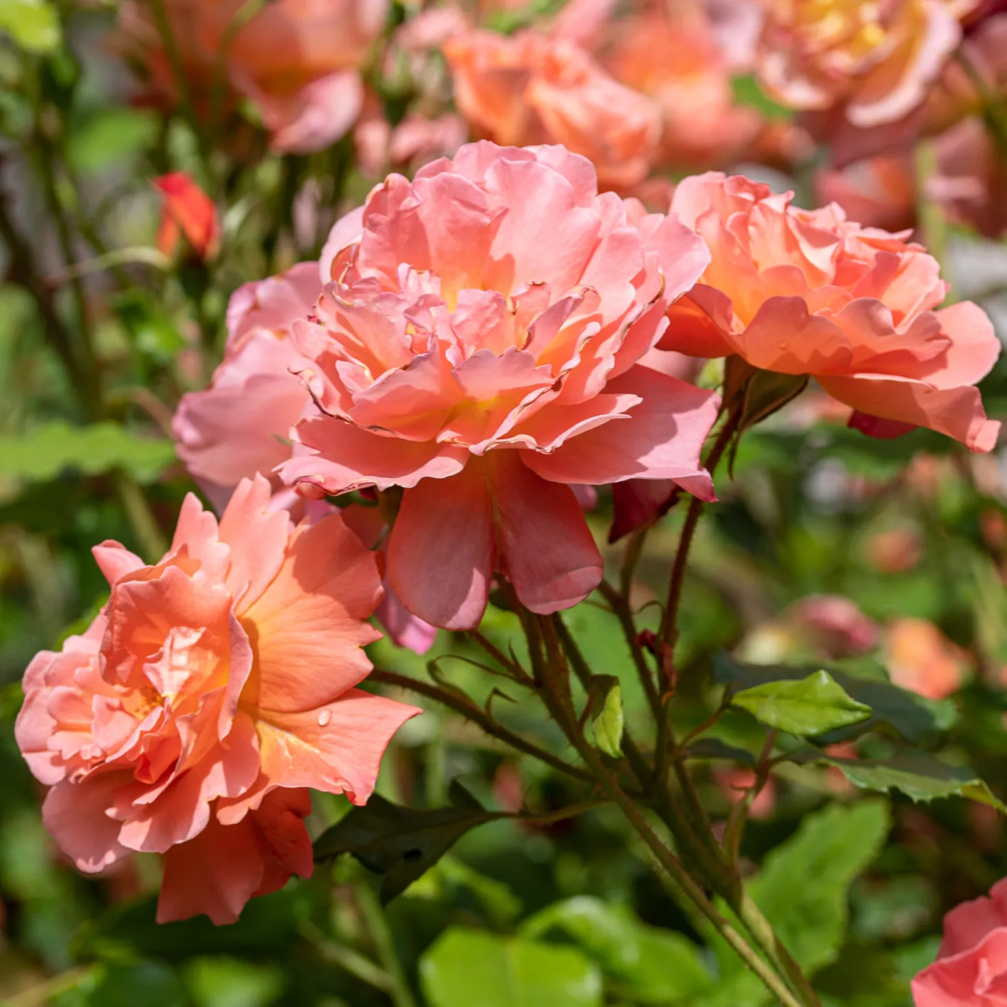Strauchrose Westerland - Duftende Farbwolke im Sommer