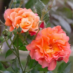 Strauchrose Westerland - Duftende Farbwolke im Sommer