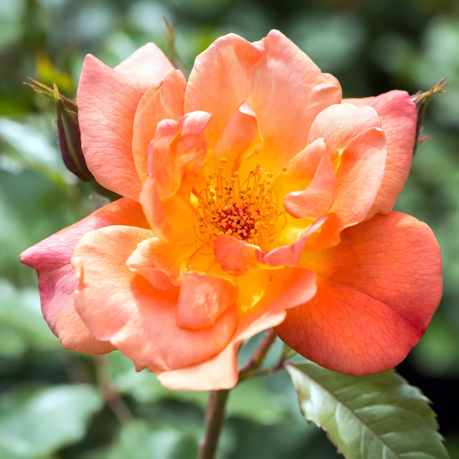 Strauchrose Westerland - Duftende Farbwolke im Sommer