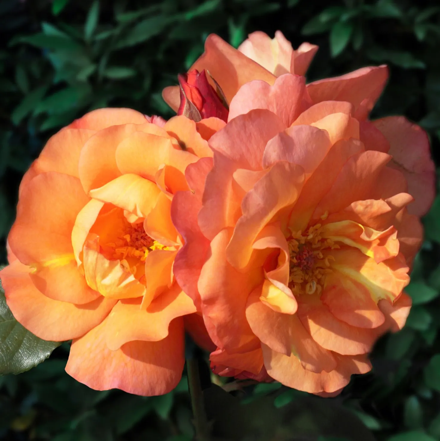 Strauchrose Westerland - Duftende Farbwolke im Sommer