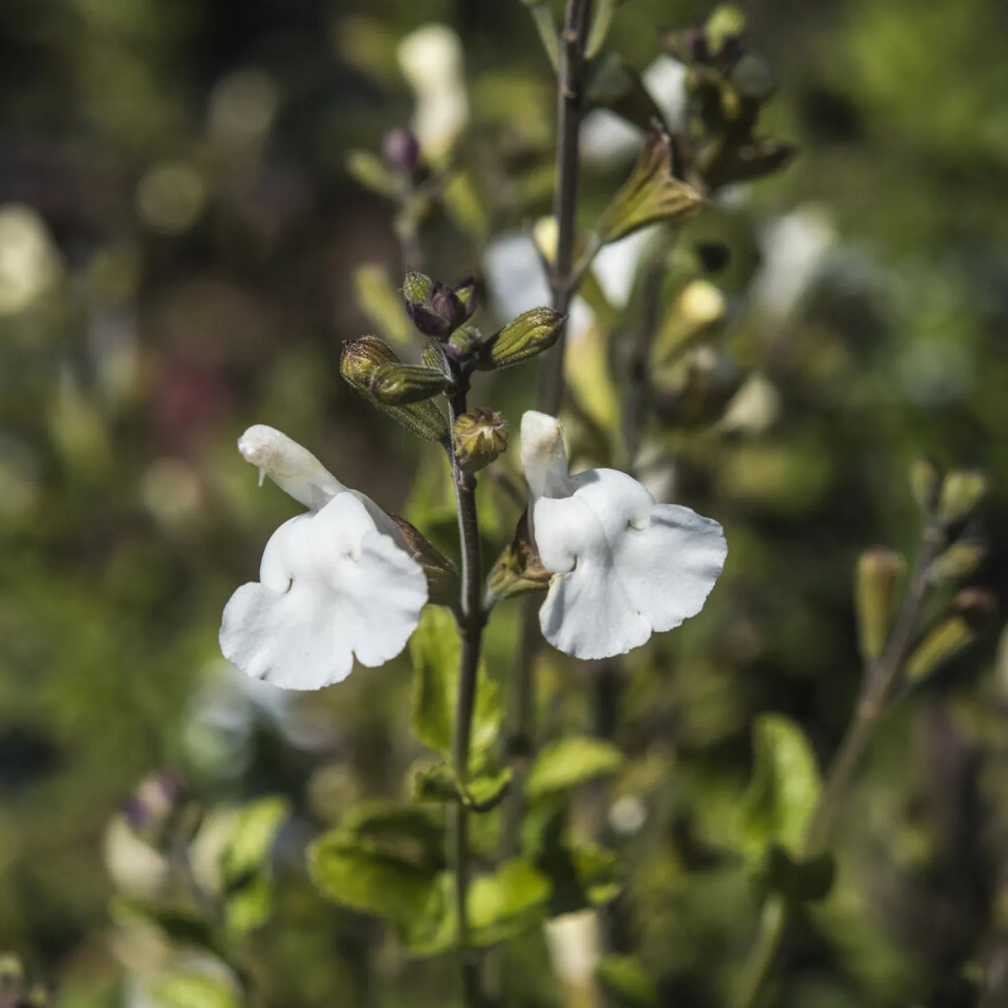 Strauch-Salbei Gletsjer - Weiße Blüten den ganzen Sommer