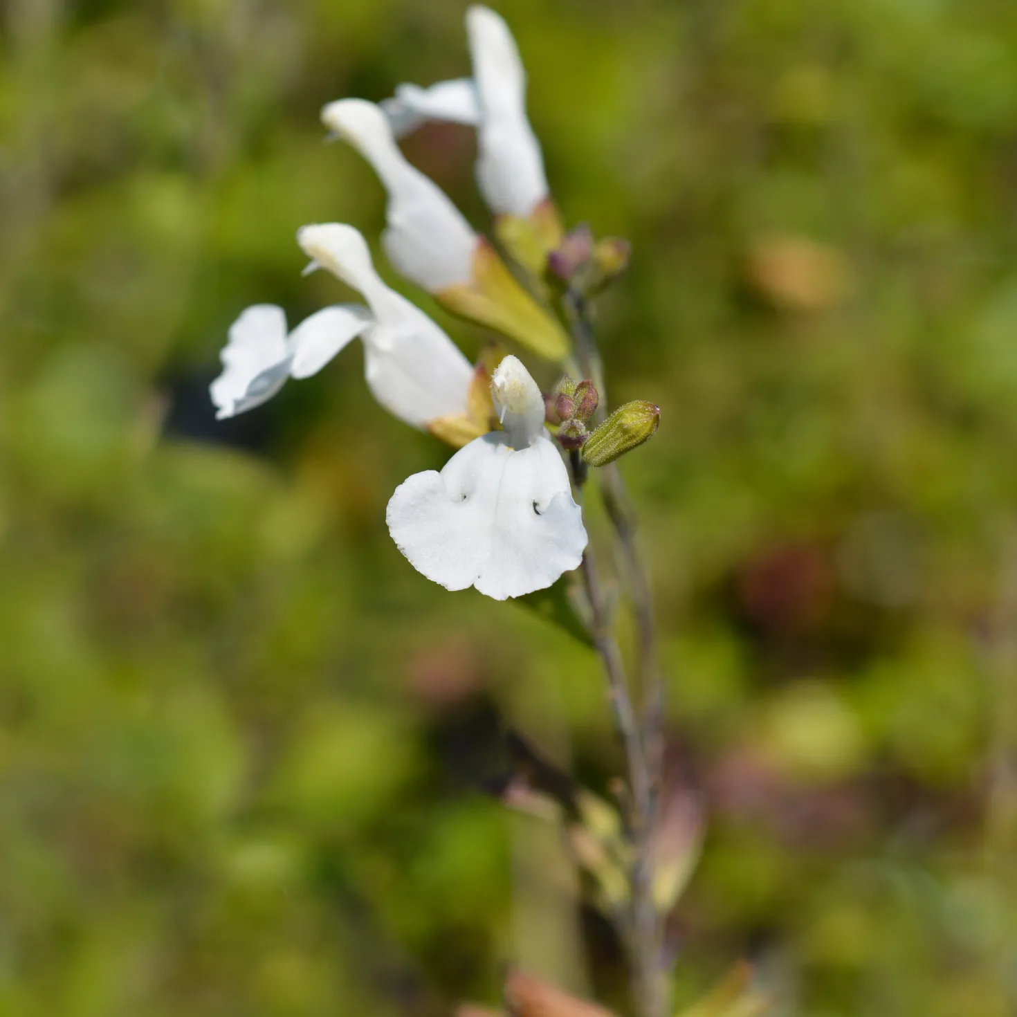 Strauch-Salbei Gletsjer - Weiße Blüten den ganzen Sommer