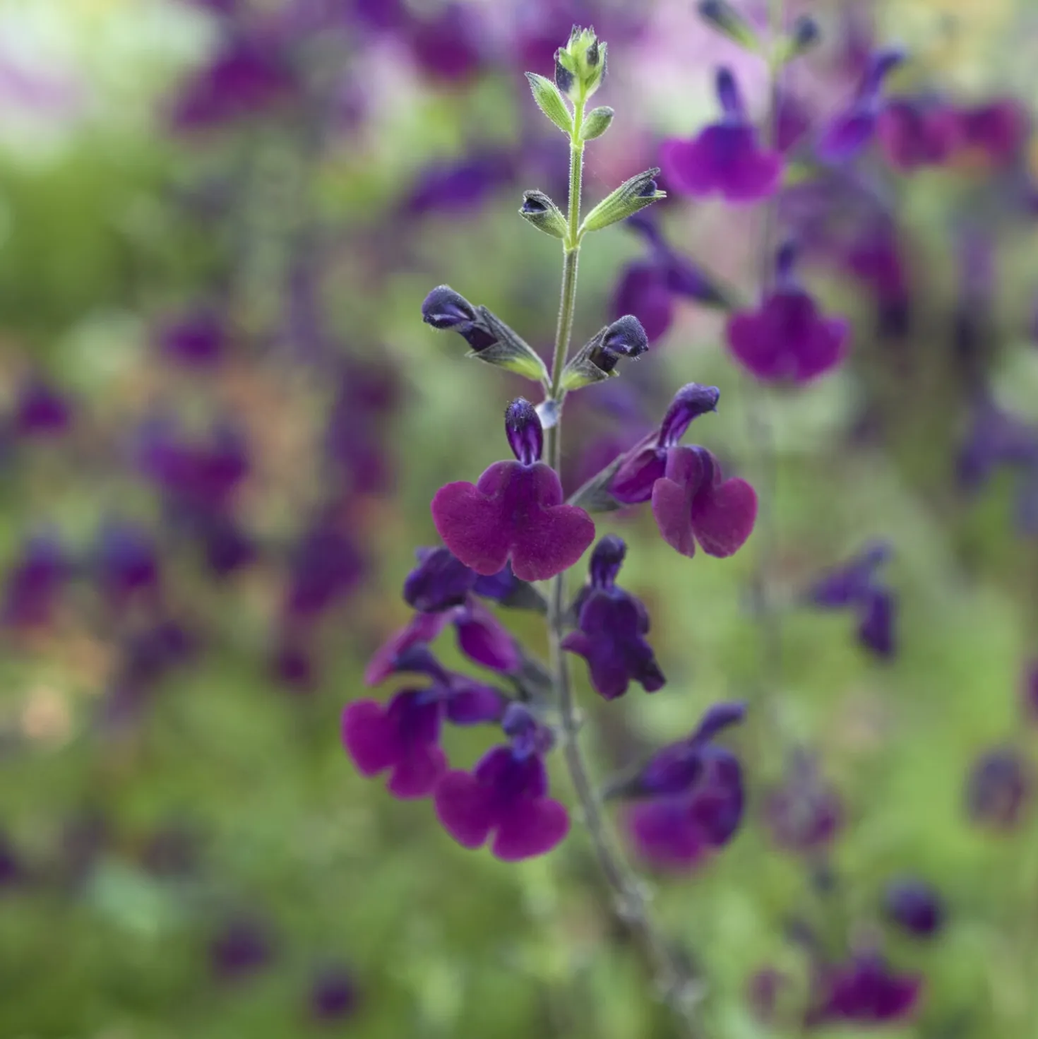 Strauch-Salbei ‘Nachtvlinder’ - Violette Blüten den ganzen Sommer