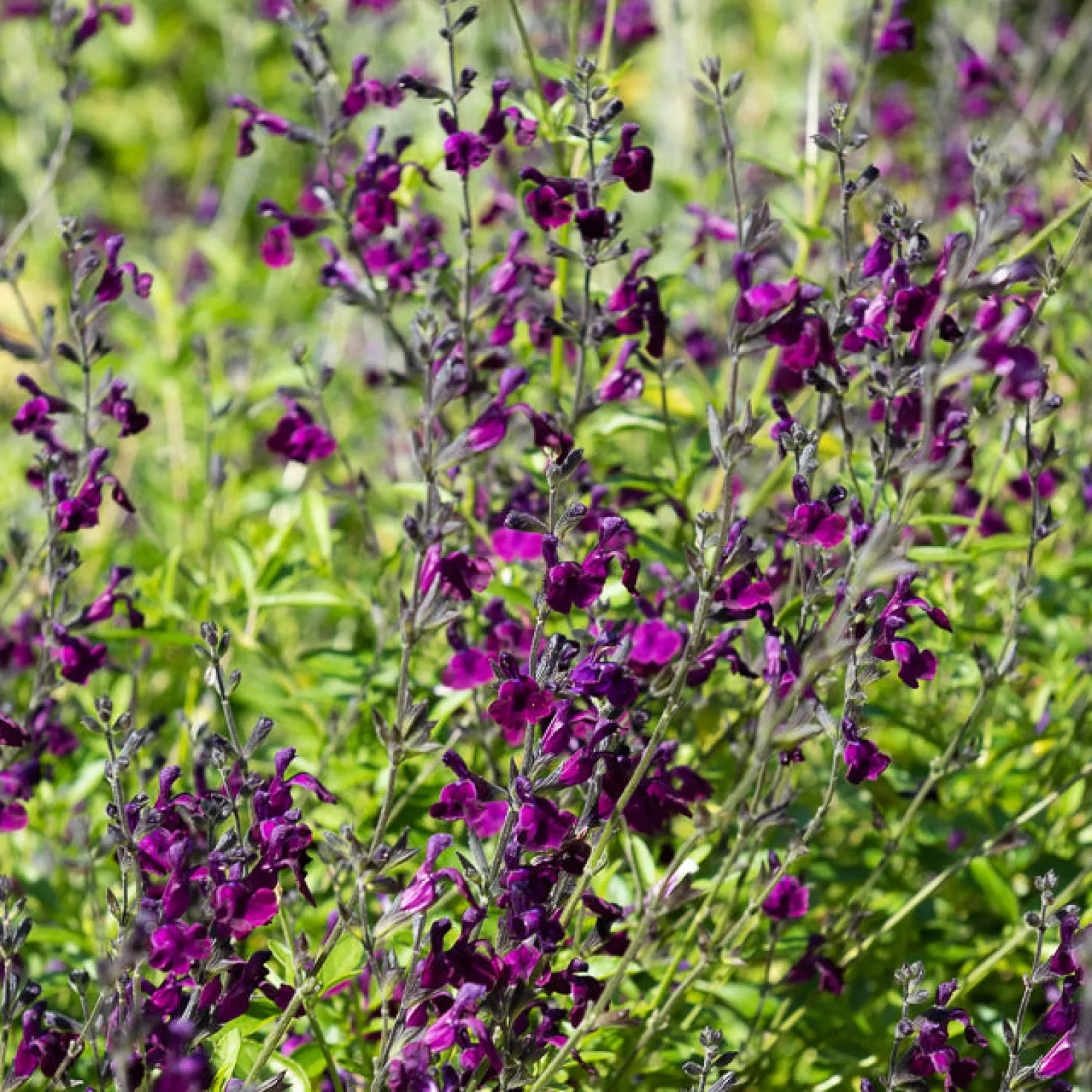 Strauch-Salbei ‘Nachtvlinder’ - Violette Blüten den ganzen Sommer