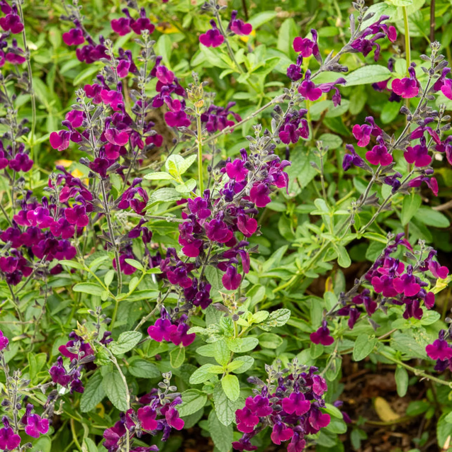 Strauch-Salbei ‘Nachtvlinder’ - Violette Blüten den ganzen Sommer