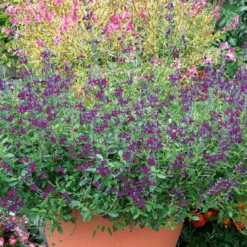 Strauchsalbei ‘Violette de Loire®’ - Violett blüht bis Dezember