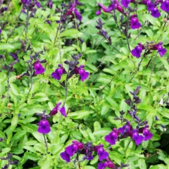 Strauchsalbei ‘Violette de Loire®’ - Violett blüht bis Dezember