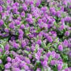 Strauchveronika 'Blue Gem' - Blau blüht den ganzen Sommer