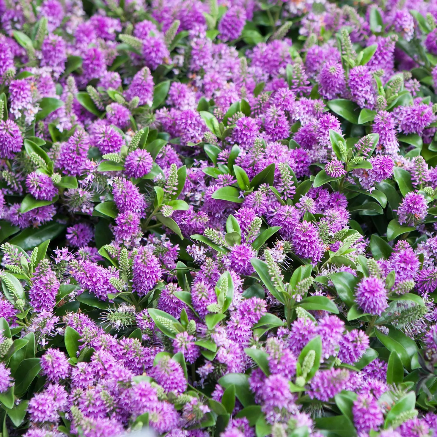 Strauchveronika 'Blue Gem' - Blau blüht den ganzen Sommer