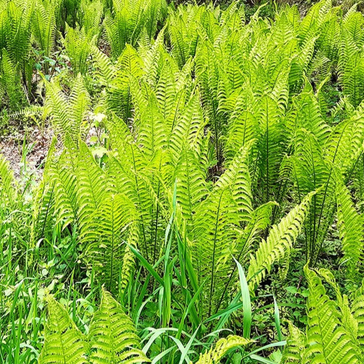 Straußenfarn (x2) - Grüne Trichter im Schatten