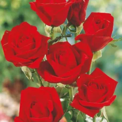 Straußrosen-Kollektion (x5) - Fünf Rosen, ein Blütenmeer