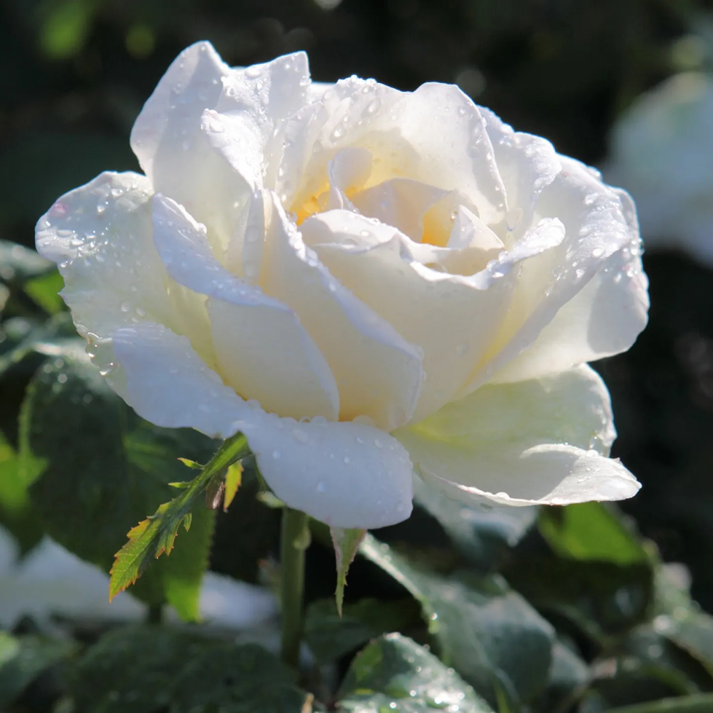 Straußrosen-Kollektion (x5) - Fünf Rosen, ein Blütenmeer