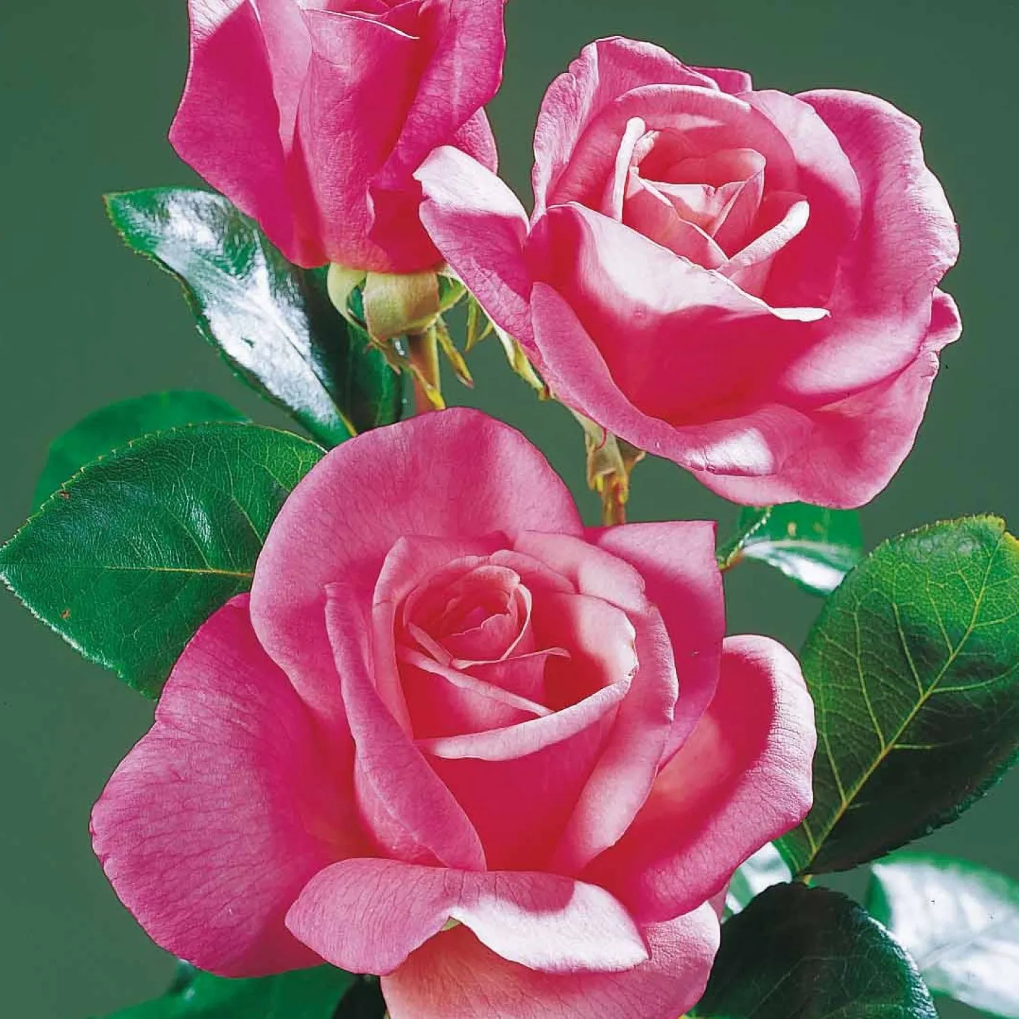 Straußrosen-Kollektion (x5) - Fünf Rosen, ein Blütenmeer